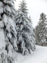Filename=16-01-16DSCF4985.JPG
Filesize=270KiB
Dimensions=768x1024
Date added=Jan 16, 2016 16-01-16DSCF4985.JPG