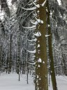 Filename=16-01-16DSCF4992.JPG
Filesize=376KiB
Dimensions=768x1024
Date added=Jan 16, 2016 16-01-16DSCF4992.JPG