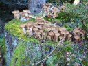 Filename=18-09-16klosterfilz08.jpg
Filesize=286KiB
Dimensions=1024x768
Date added=Jan 15, 2019 18-09-16klosterfilz08.jpg