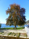 Filename=18-10-13tegernsee_wallberg37.jpg
Filesize=260KiB
Dimensions=768x1024
Date added=Jan 15, 2019 18-10-13tegernsee_wallberg37.jpg